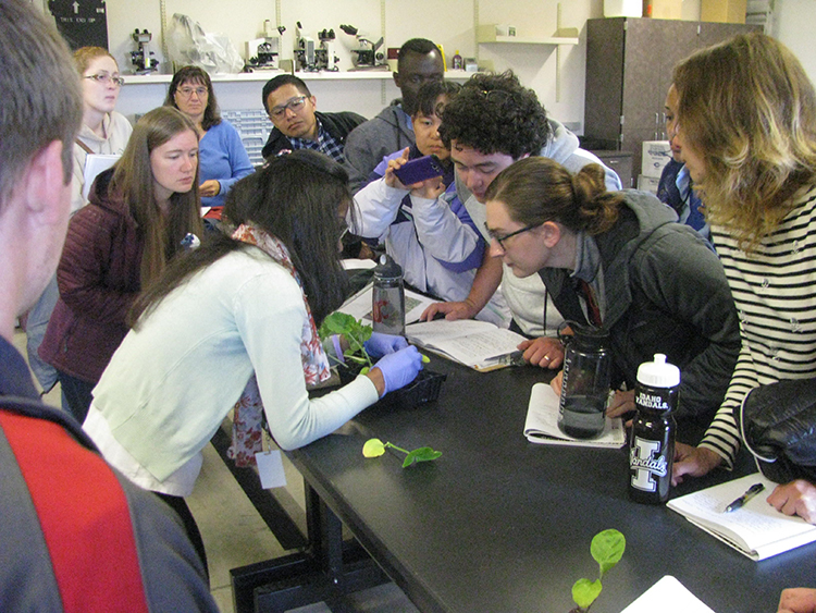 Graduate students observing vegetable grafting demonstration.