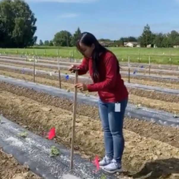 Person with a stick standing in a tilled field.