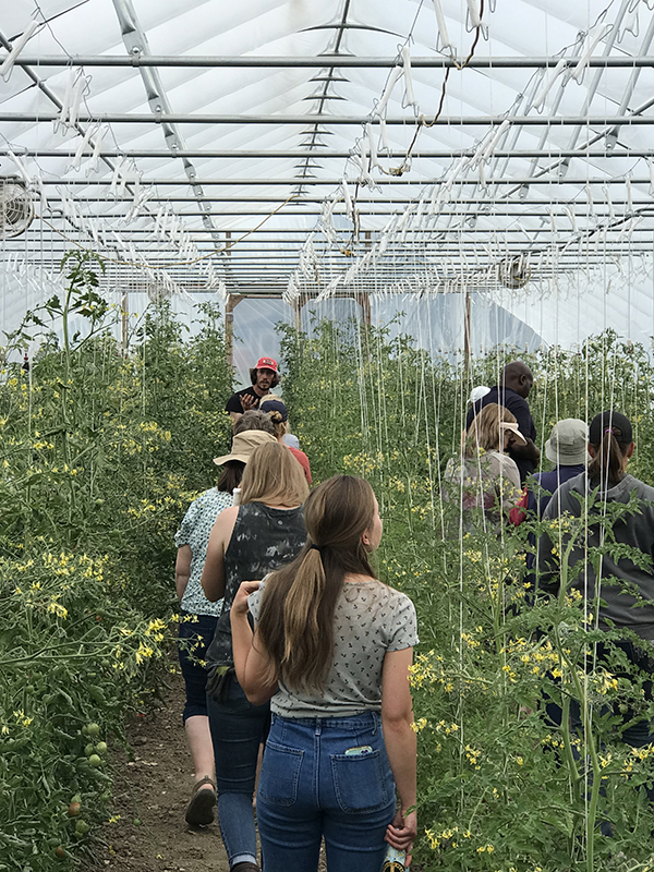 A dozen people walking through a tomato greenhouse