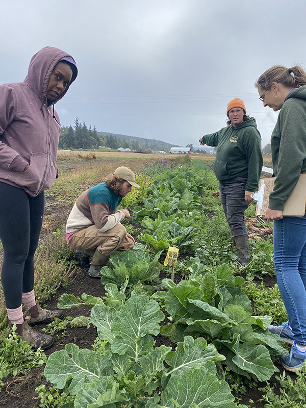 Four people in a cabbage field examining plants and tools.