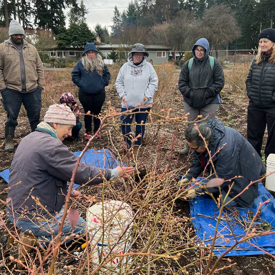 A small group watches two people pruning a bare blueberry bush.
