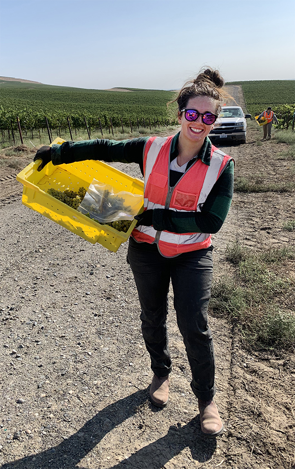 Woman in vineyard in orange vest holding a tub of grape samples.