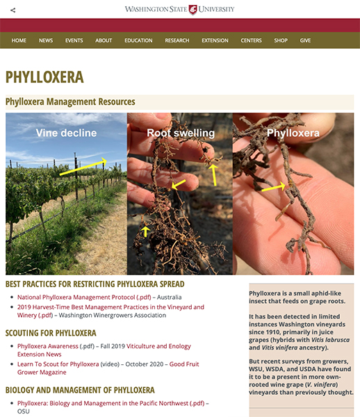 Web page with photos and links regarding phylloxera in grapes.