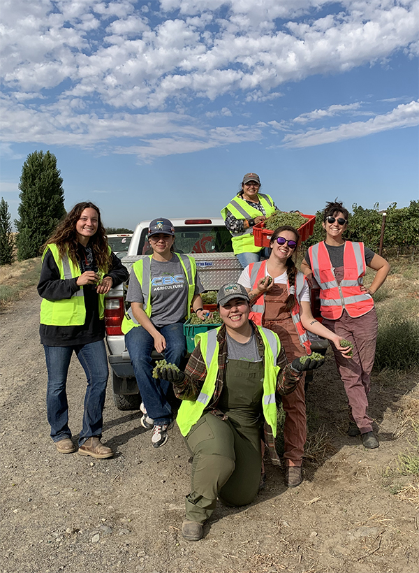 Six workers in safety vests with green grapes behind a pickup truck