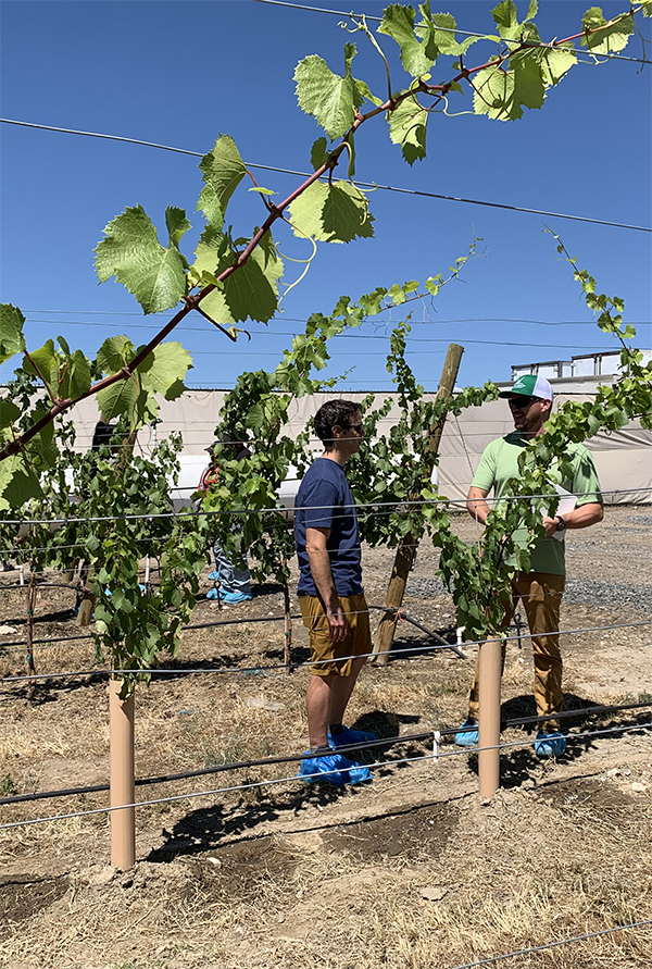 Two people in disposable shoe covers stand by a grapevine.