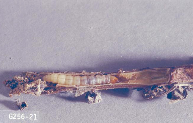A larva feeding inside a root.