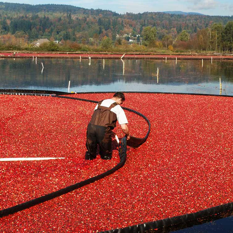 Cranberry harvester wearing chest waders stands in a floating mass of berries during harvest.