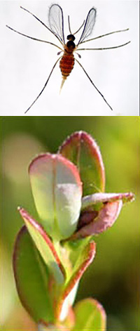 Top, cranberry tipworm. Bottom, cranberry tipworm damage on shoot.