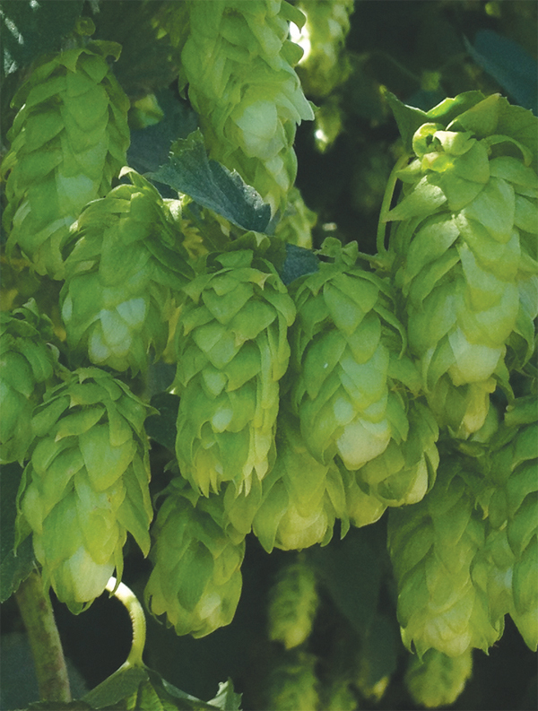 Close-up of healthy, green hop cones on the plant.