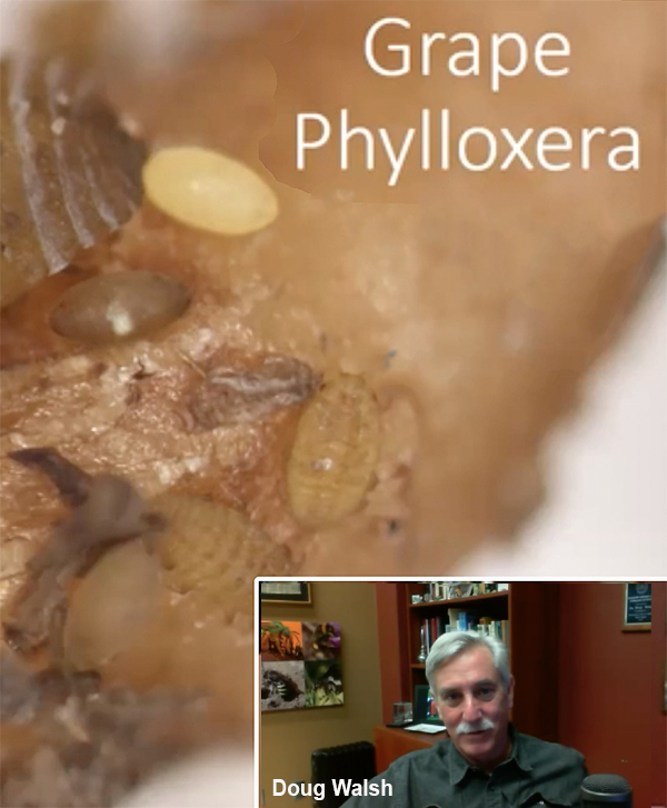 Small oval insect with inset of man speaking