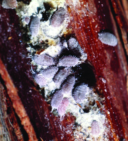 Several fat gray insects clustered in a wood crevice.