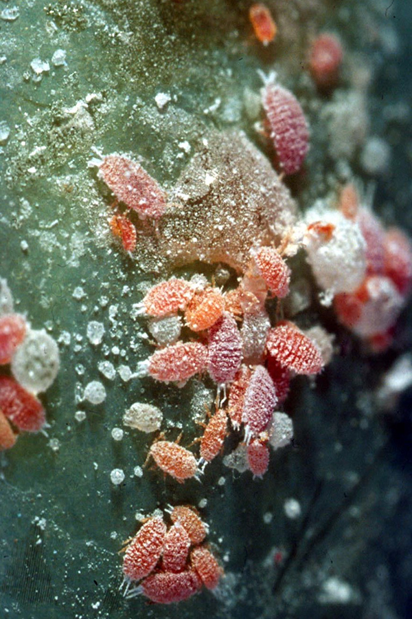 Pale reddish-orange insects on a green leaf surface.