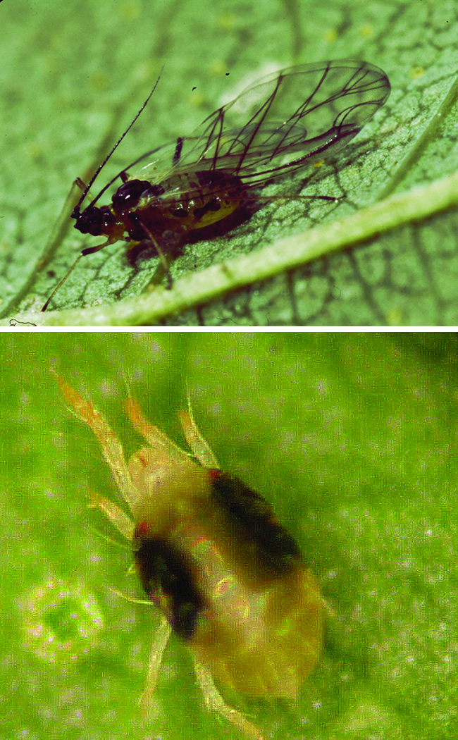 Two photos: A winged insect and a tiny mite with dark spots.