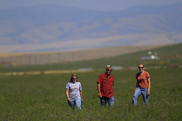 Doug Walsh walking through an alfalfa seed field with two students.