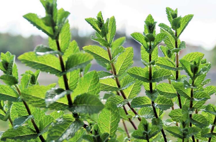 A close-up of a Mint plant.