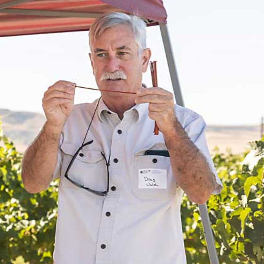 Person holding a string and talking in a grape vineyard.