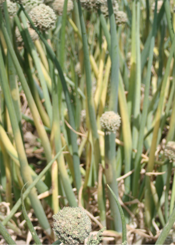 Close-up of several onion stalks in a field. They are green with yellow patches.