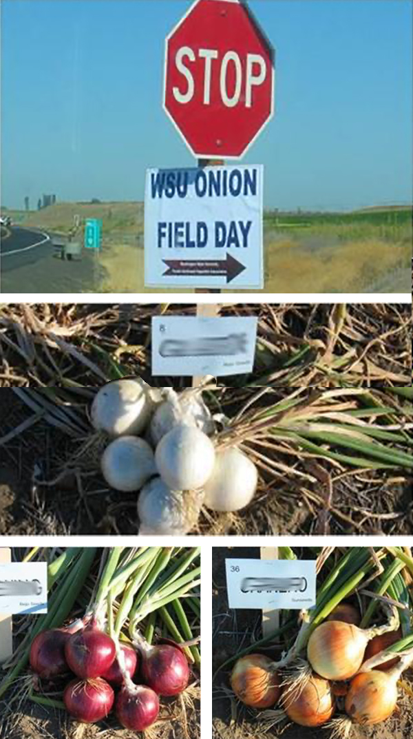 Stop sign with “WSU Onion Field Day” sign and 3 different types of onions.