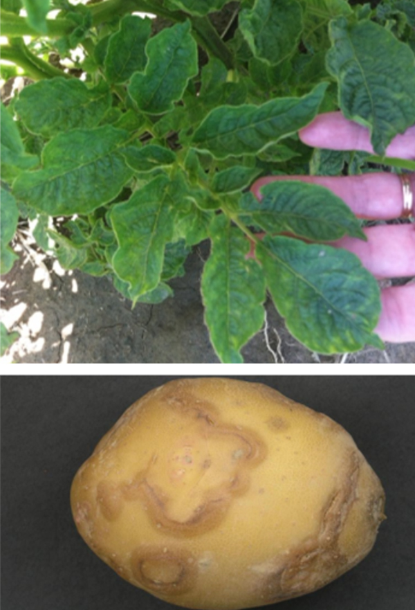 Plant with mottled leaves and a potato with rings on its skin.