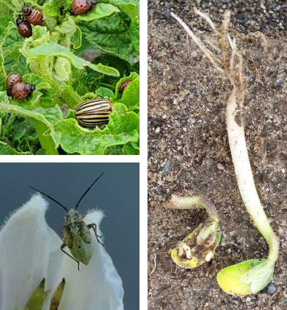 Three photos showing insects on plants.