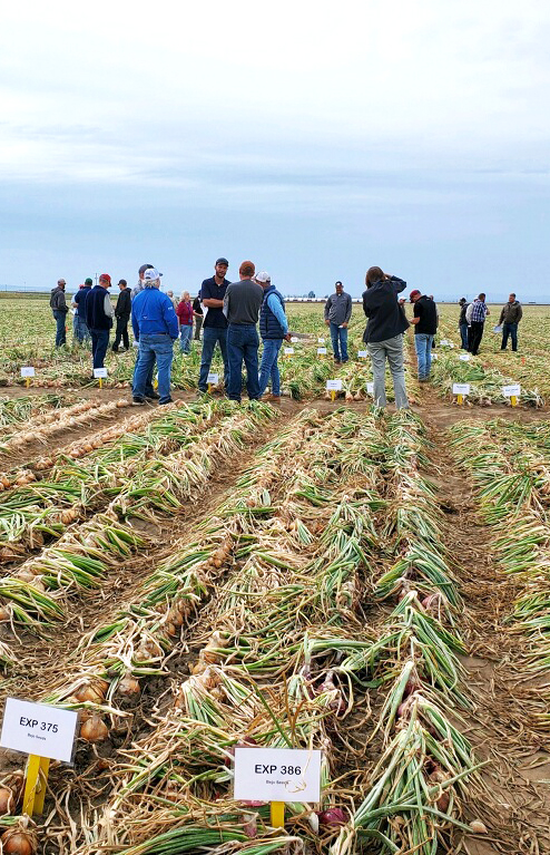 People standing in an onion field.