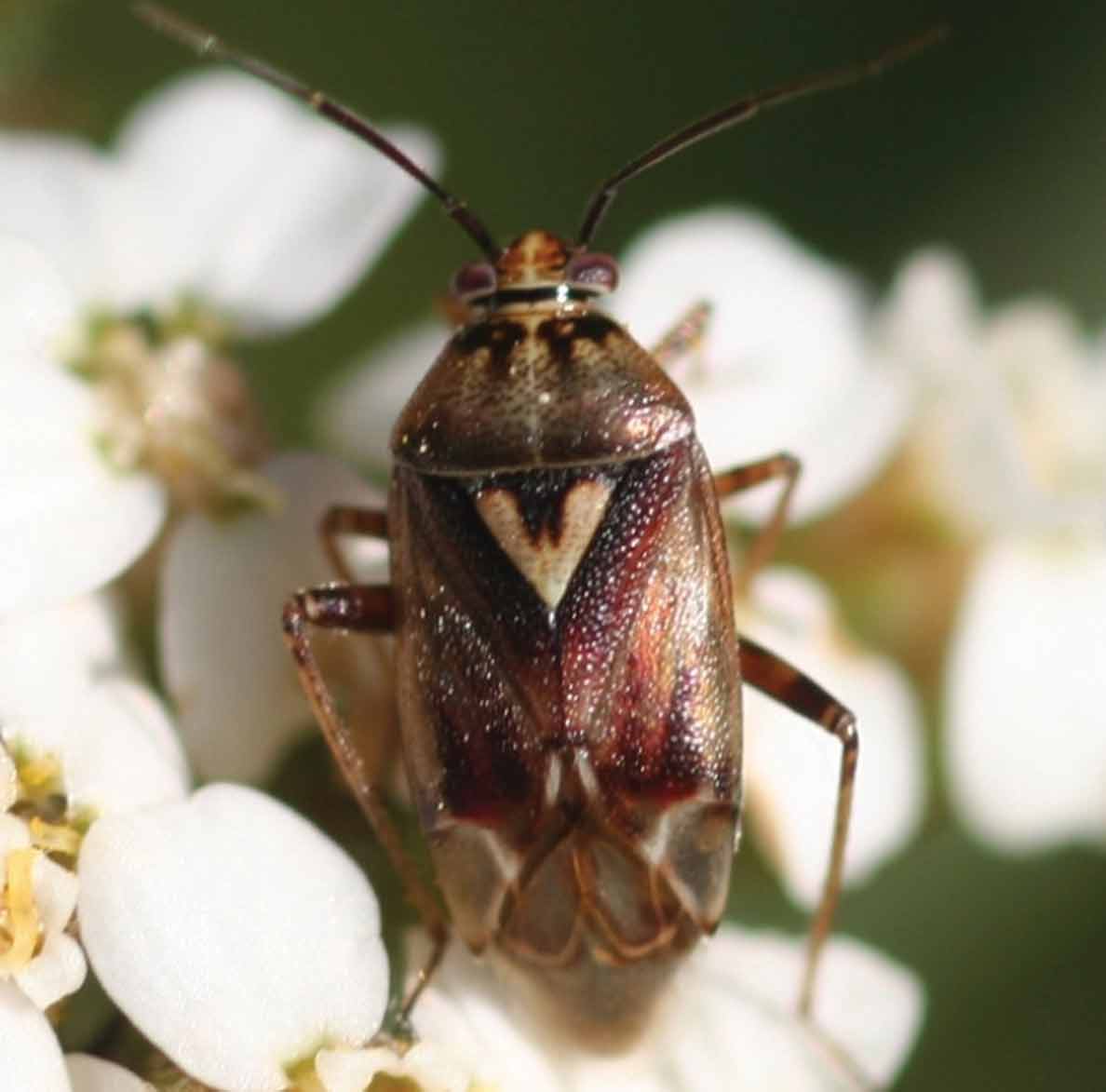 An adult lygus bug.