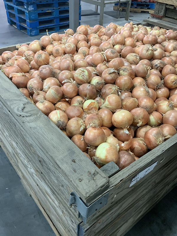Large wooden crate holding hundreds of onions.