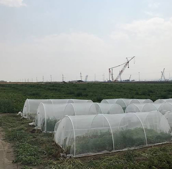 PVC, mesh, and wood cages in the field.