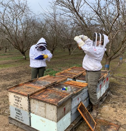 Two workers in protective suits observe and take notes alongside several bee hives.