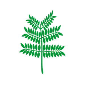 Fern-like bipinnate compound leaf with a main central stem, secondary branches extending from it, and rows of tiny leaflets on each branch.