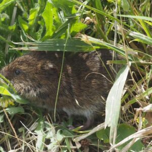 Townsend's vole.