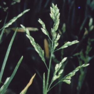 Annual bluegrass seed head.