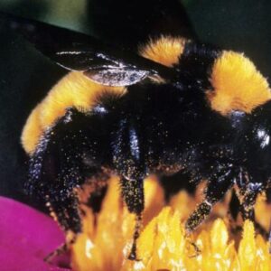 Bumble bee on flower