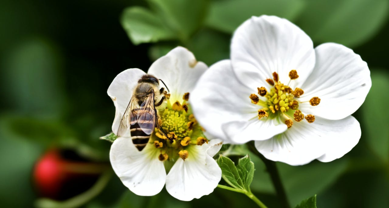 Bee on strawberry blossom.