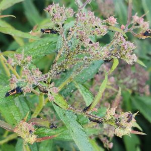 Lady beetle larvae eating on aphid colony.