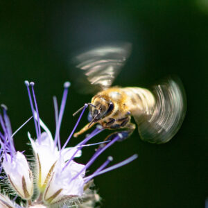 Honey bee collecting nectar wings ablur.