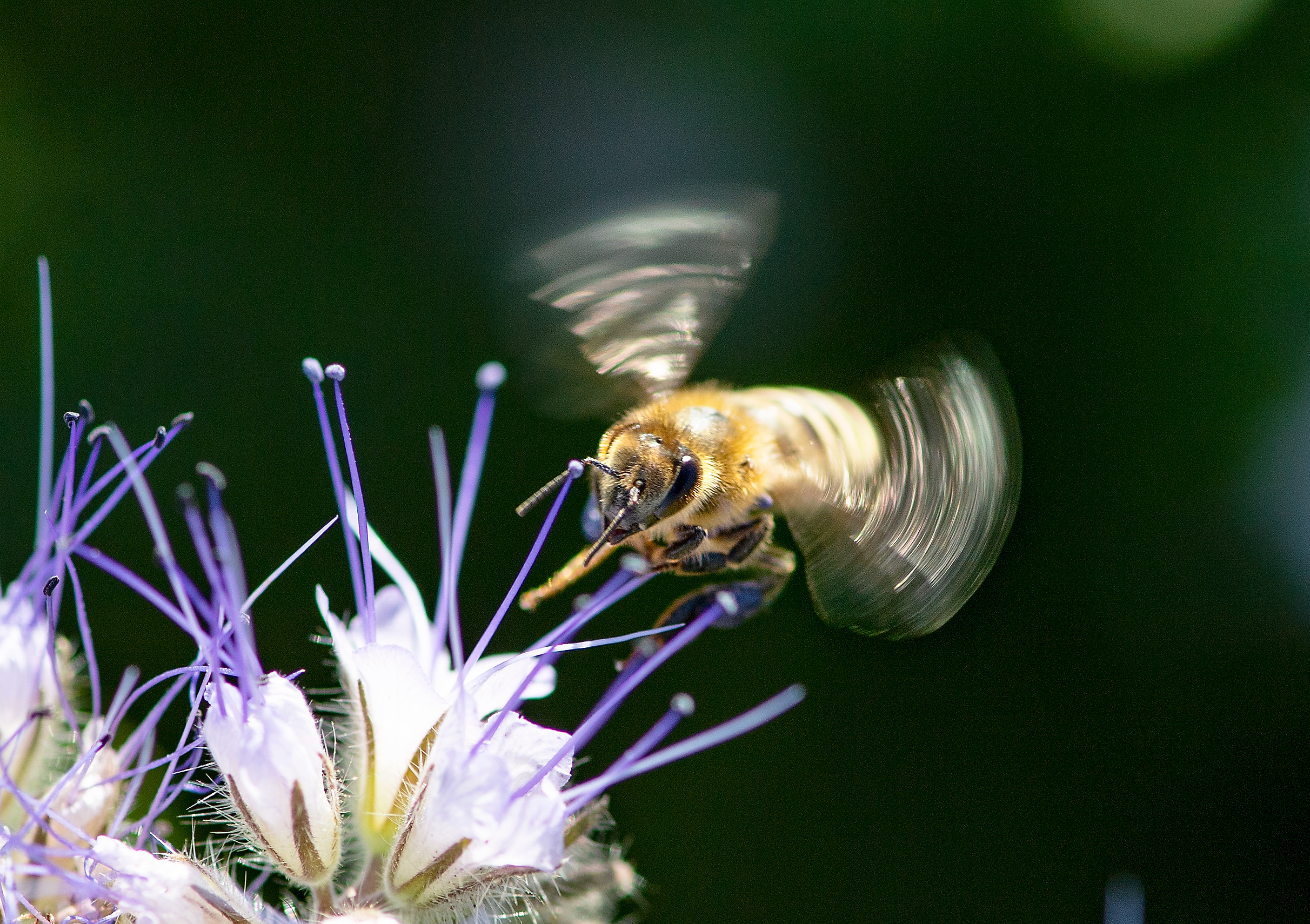 Honey bee collecting nectar wings ablur.