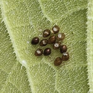 Squash bug eggs with seven hatched.