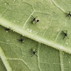 Six first instar squash bugs on underside of leaf.