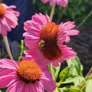 Bee on fasciated echinacea flower.
