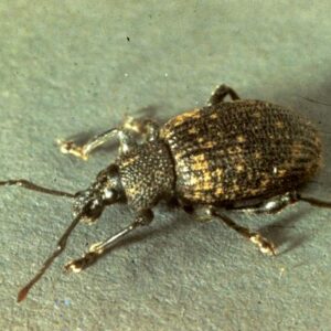 Adult black vine weevil.