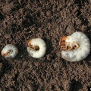 Three instars or growth stages of European chafer grubs.