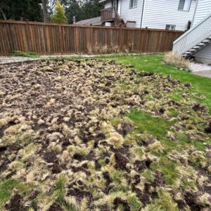 Raccoon damage to turf.