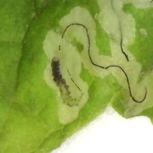 leaf miner larva in grape leaf.