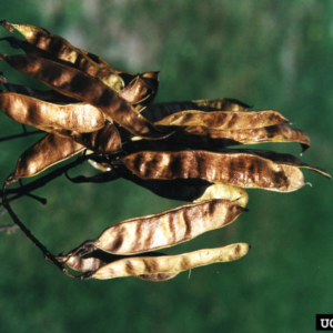 Multiple seed pods of black locust tree.