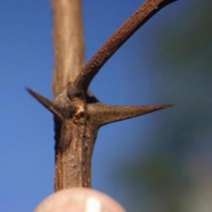 Thorns on black locust branch.