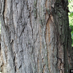 Bark of black locust tree trunk.