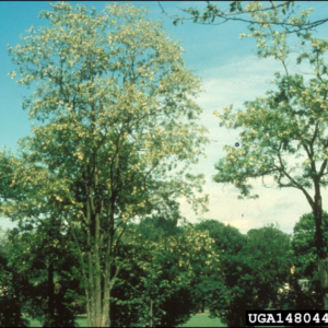 Black locust flowers in bloom.