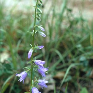 Light purple flower on Creeping bellflower stem.