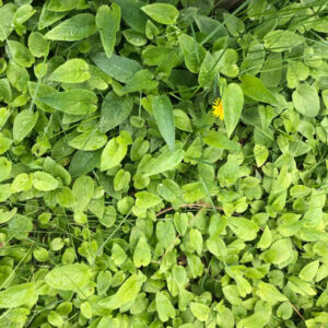 Masses of Creeping bellflower over growing lawn turf and dandelion.